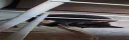 Mixed Breed cats for sale: Adorable playful kittens - Advert 5