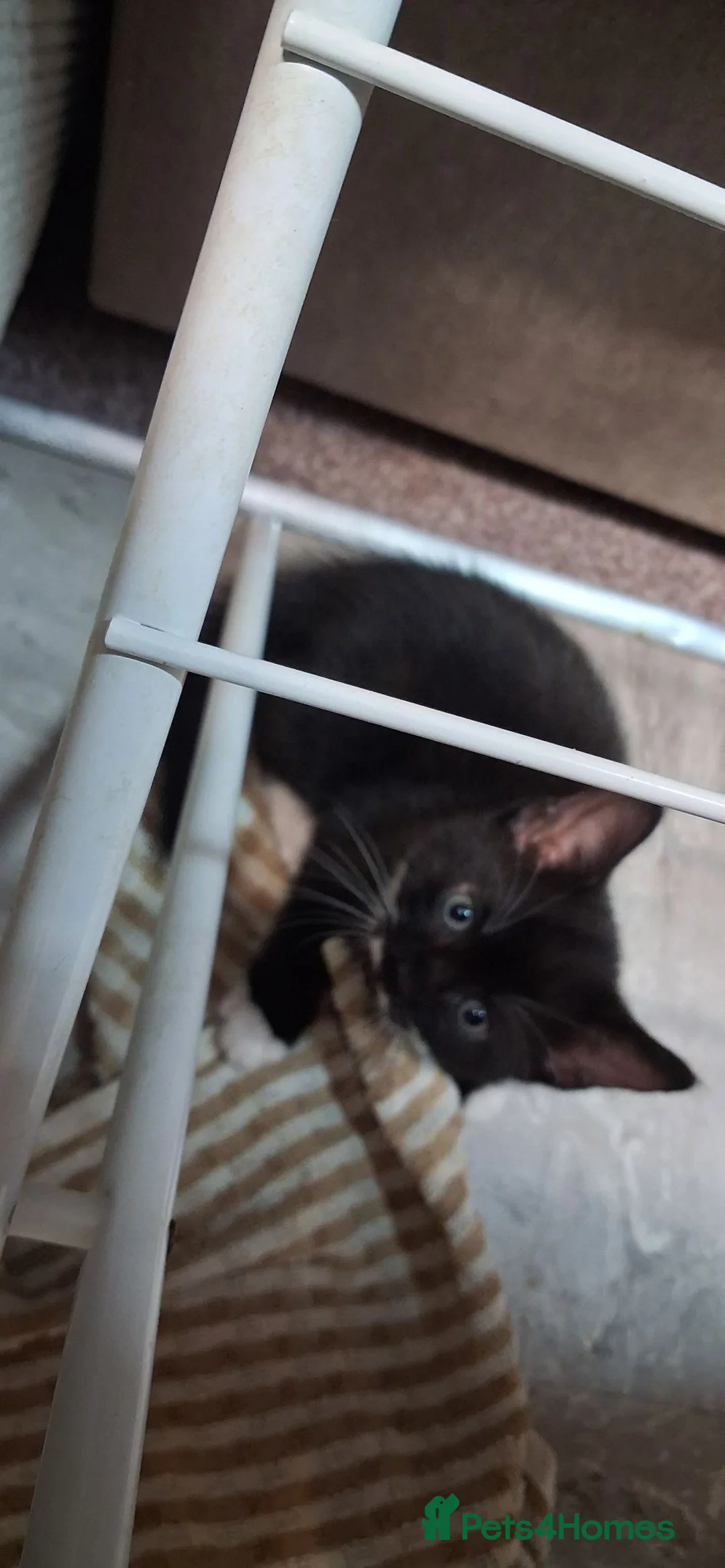 Mixed Breed cats for sale: Adorable playful kittens - Advert 5