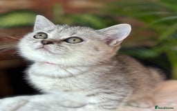 British Shorthair cats for sale: 💎Rare Silver & Spotted BSH Kittens ns 12 & n 24🐾 - Image 4
