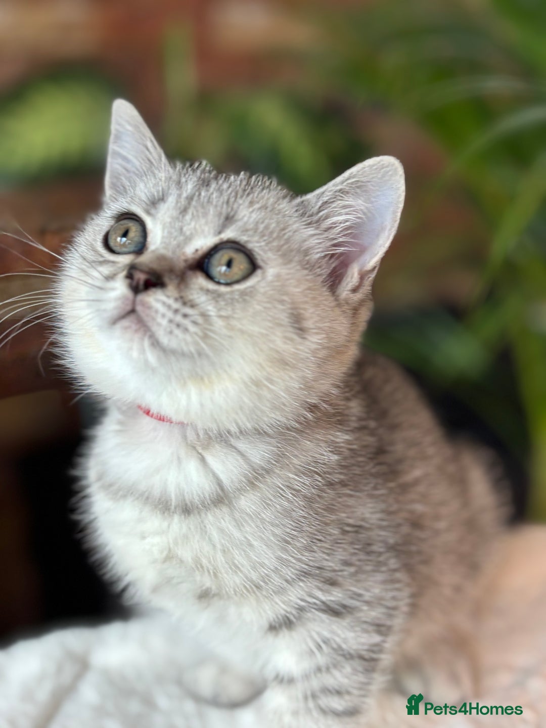 British Shorthair cats for sale: 💎Rare Silver & Spotted BSH Kittens ns 12 & n 24🐾 - Image 4