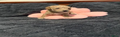 Cockapoo 2