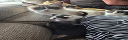 Mixed Breed cats for sale: Cross ragdoll  - Advert 15