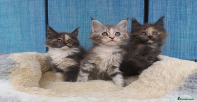 Maine Coon cats - Advert 14