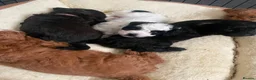 Lhasapoo dogs for sale: Gorgeous Lhasopoo puppies in Rochdale - Advert 4