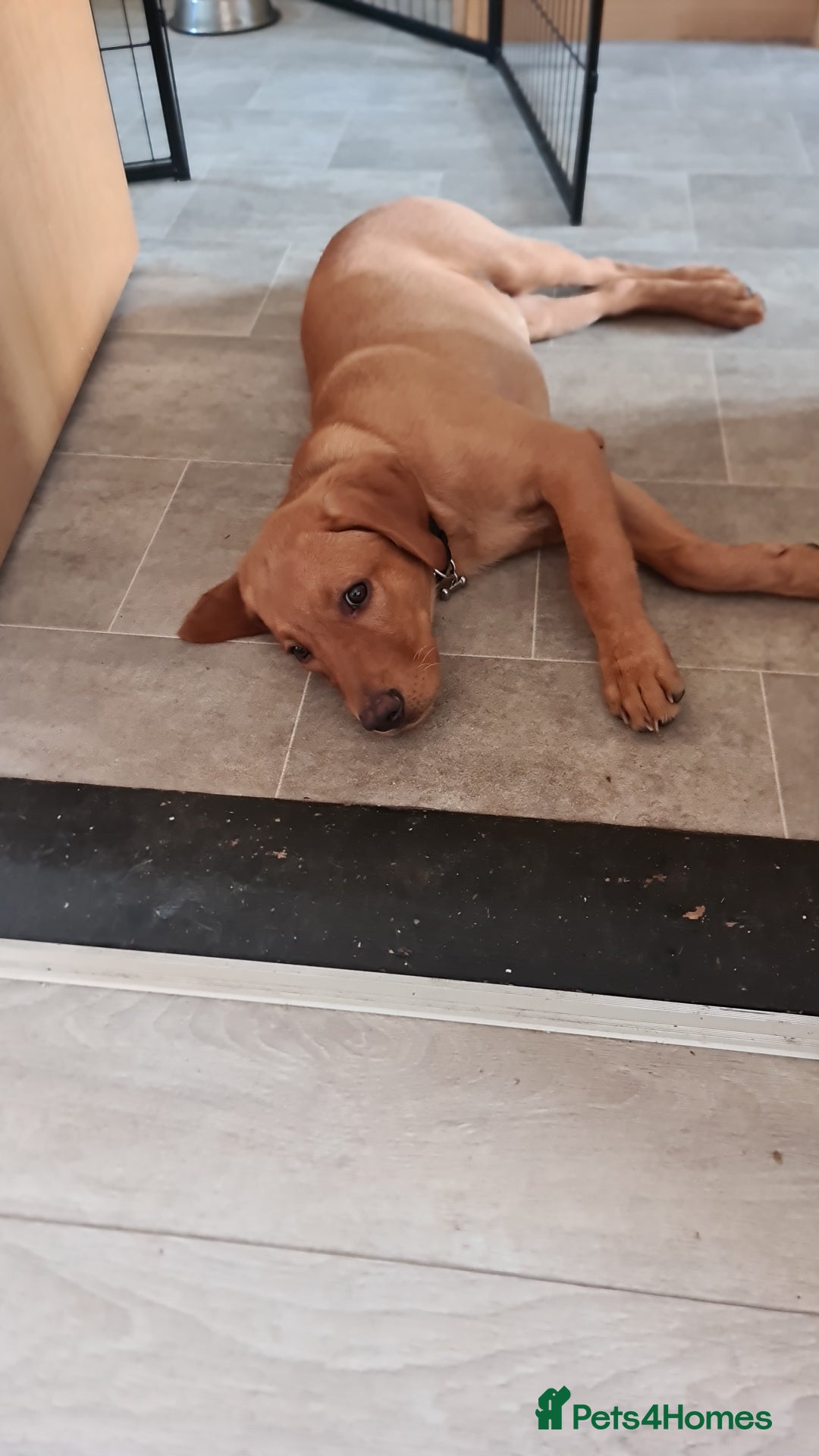 Labrador Retriever dogs for sale: Red Fox Labrador  - Advert 4