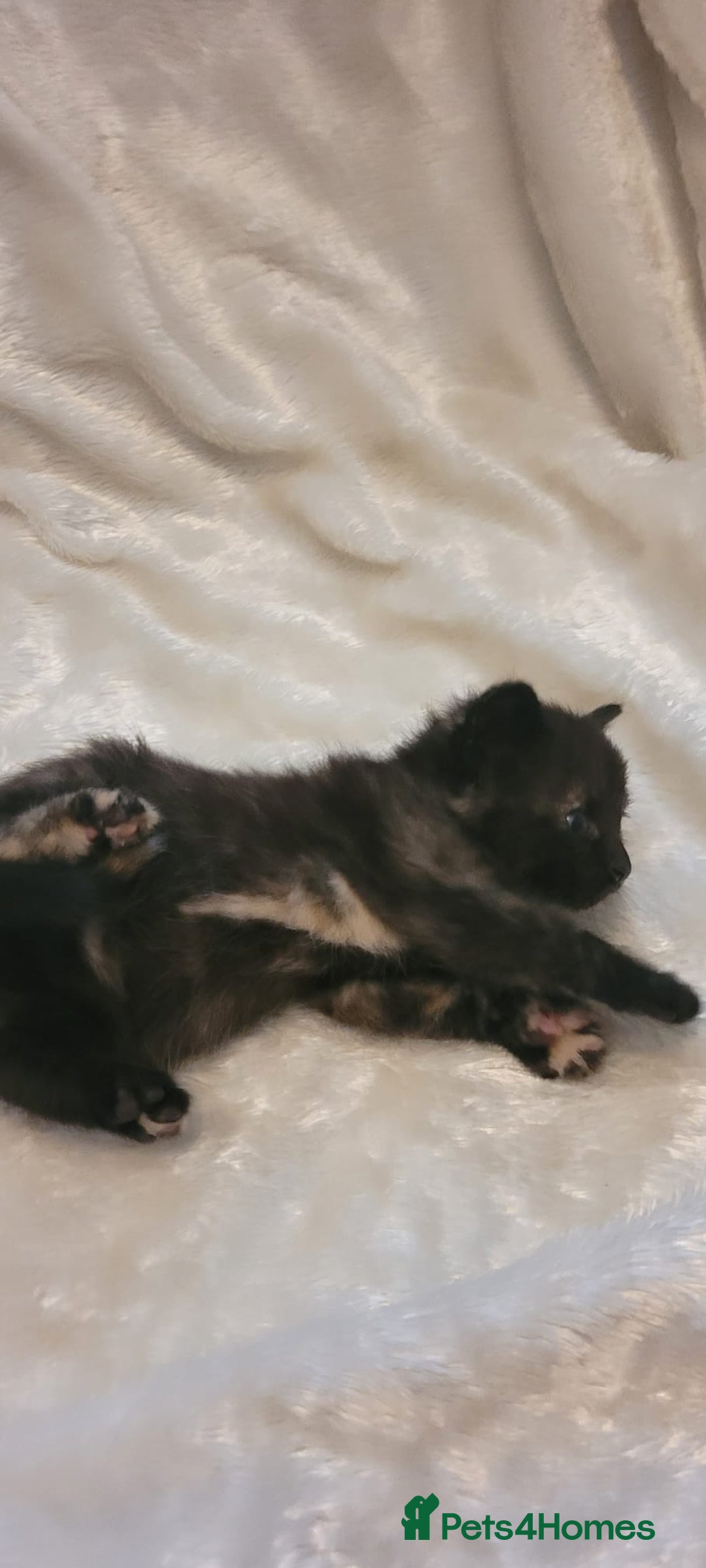 Mixed Breed cats for sale: Gorgeous kittens for sale 😍 💙 ❤️  - Image 8