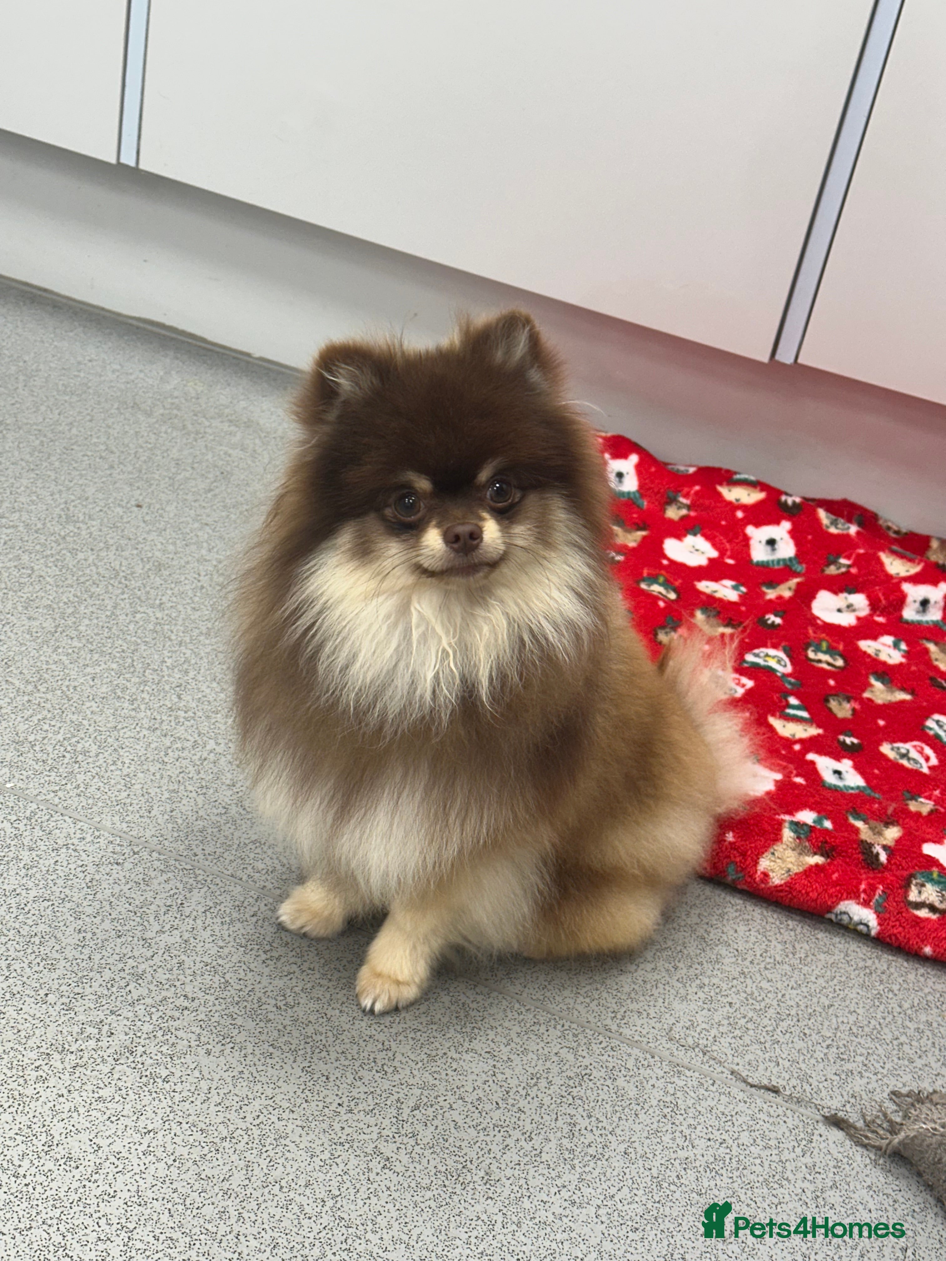 Pomeranian dogs Peanut 🥜 Choc & Tan carrying blue  - Advert 17