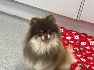 Pomeranian dogs Peanut 🥜 Choc & Tan carrying blue - Advert 17
