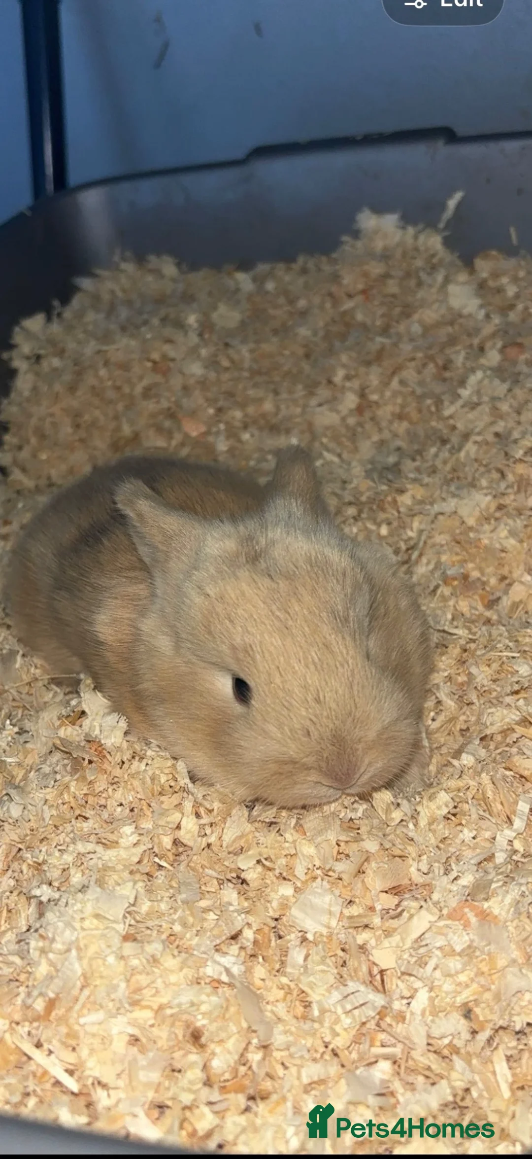 Mini Lop rabbits for sale: Mini lops - Advert 2