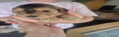 Cockapoo 1
