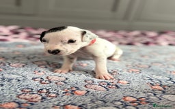 Dalmatian dogs for sale: Stunning KC Reg Dalmatian puppies  in Bristol - Image 40