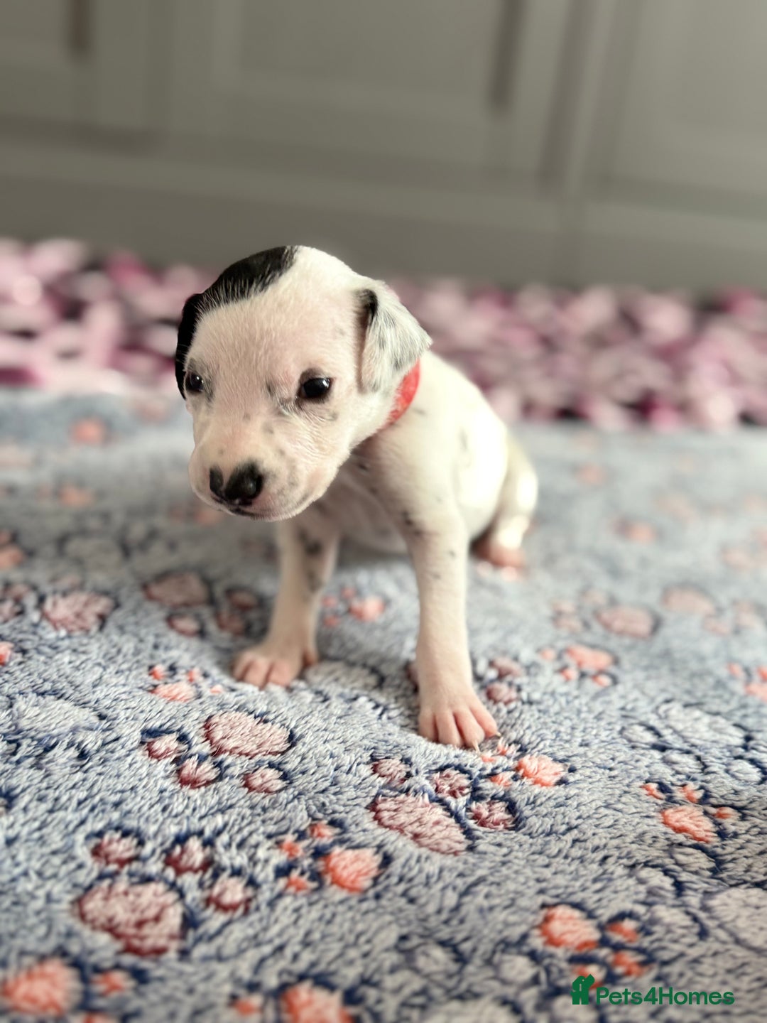 Dalmatian dogs for sale: Stunning KC Reg Dalmatian puppies  in Bristol - Image 40