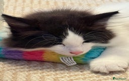 Norwegian Forest Cat cats for sale: SANNVENN Norwegian Forest Cats - Image 2