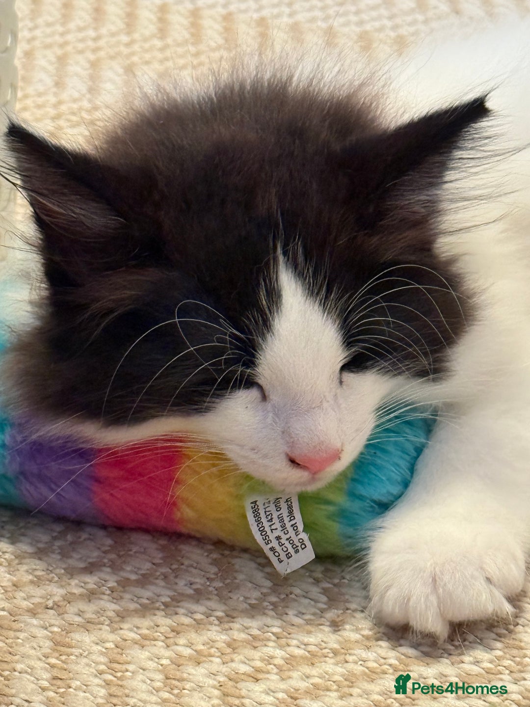 Norwegian Forest Cat cats for sale: SANNVENN Norwegian Forest Cats - Image 2