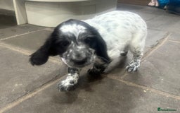 Mixed Breed dogs for sale: Fabulous Sprocker Pups - Image 3
