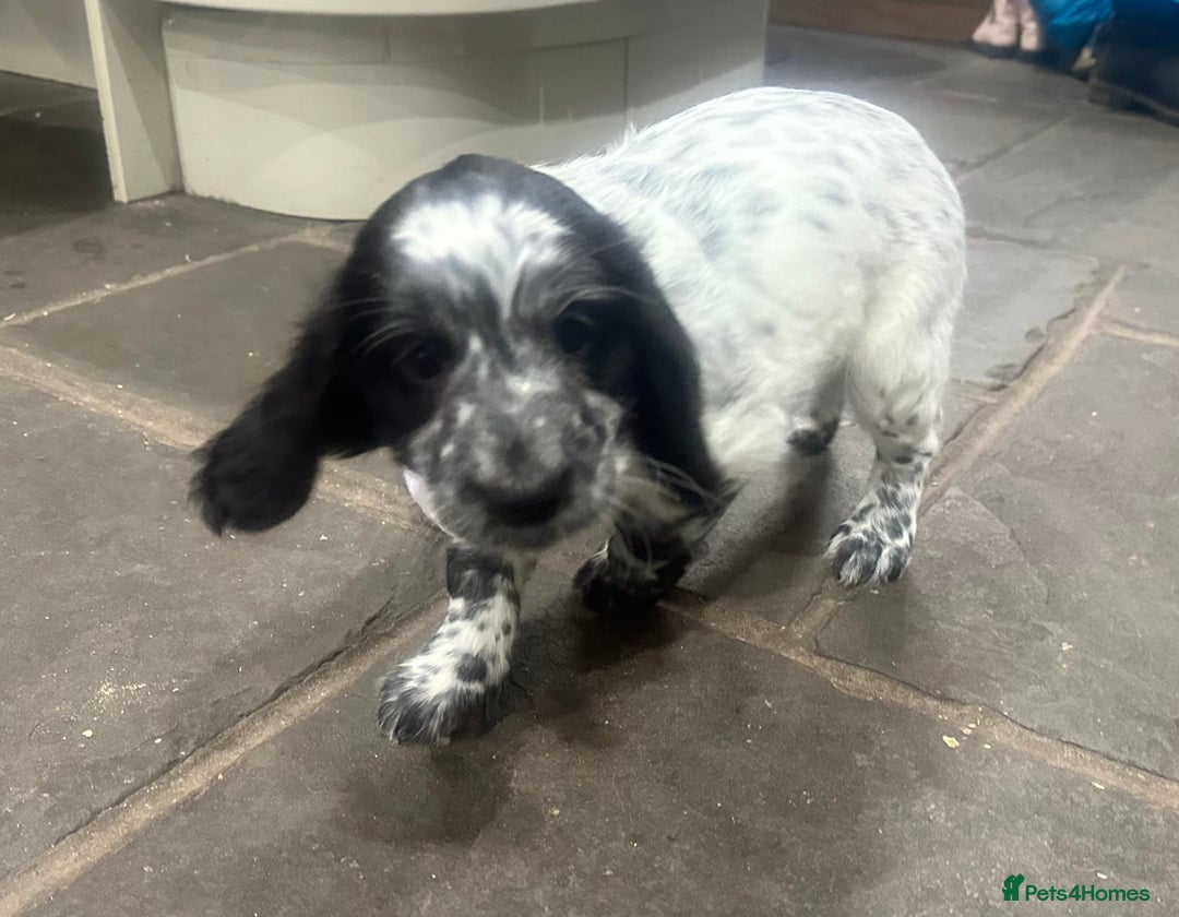 Mixed Breed dogs for sale: Fabulous Sprocker Pups - Image 3