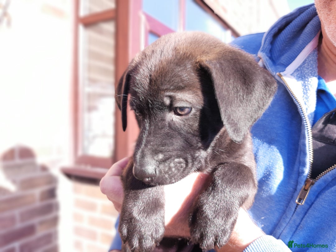 Mixed Breed dogs for sale: Gsd x Mali x Staffy - Advert 10