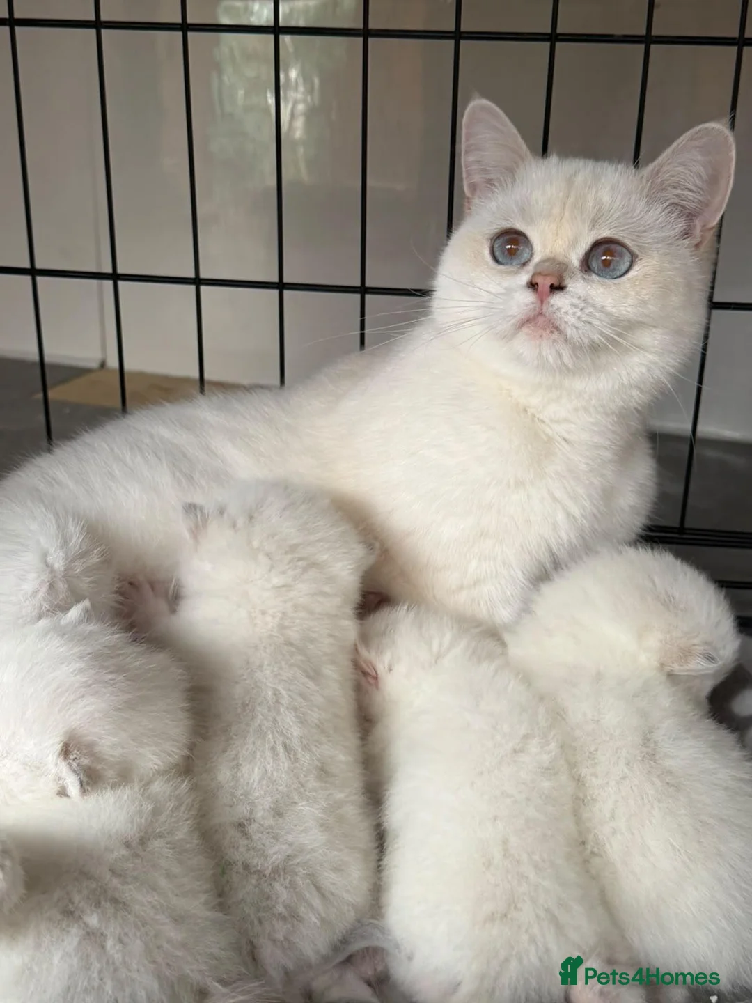 British Shorthair cats for sale: PURE-BSH kittens- TIKA registred - Advert 1