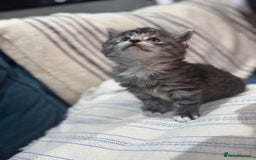 Maine Coon cats for sale: 5 beautiful kittens  - Image 8