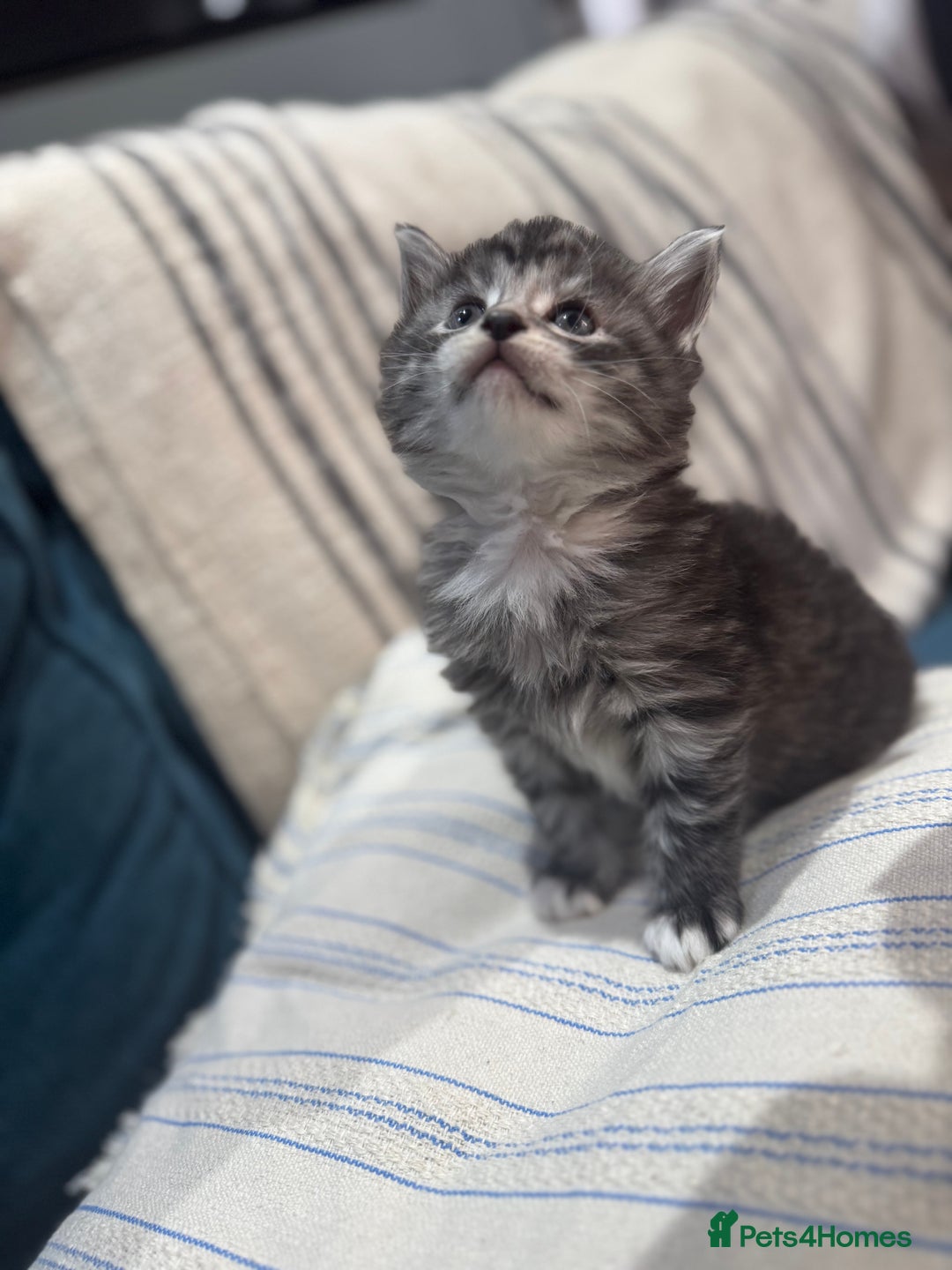 Maine Coon cats for sale: 5 beautiful kittens  - Image 8