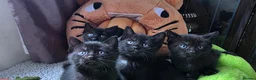 Scottish Fold cats for stud: We have 5 adorable kittens for sale  in Darlington - Advert 16