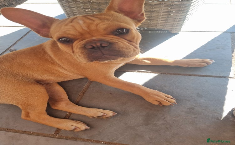 French Bulldog dogs in Wisbech - Advert 1