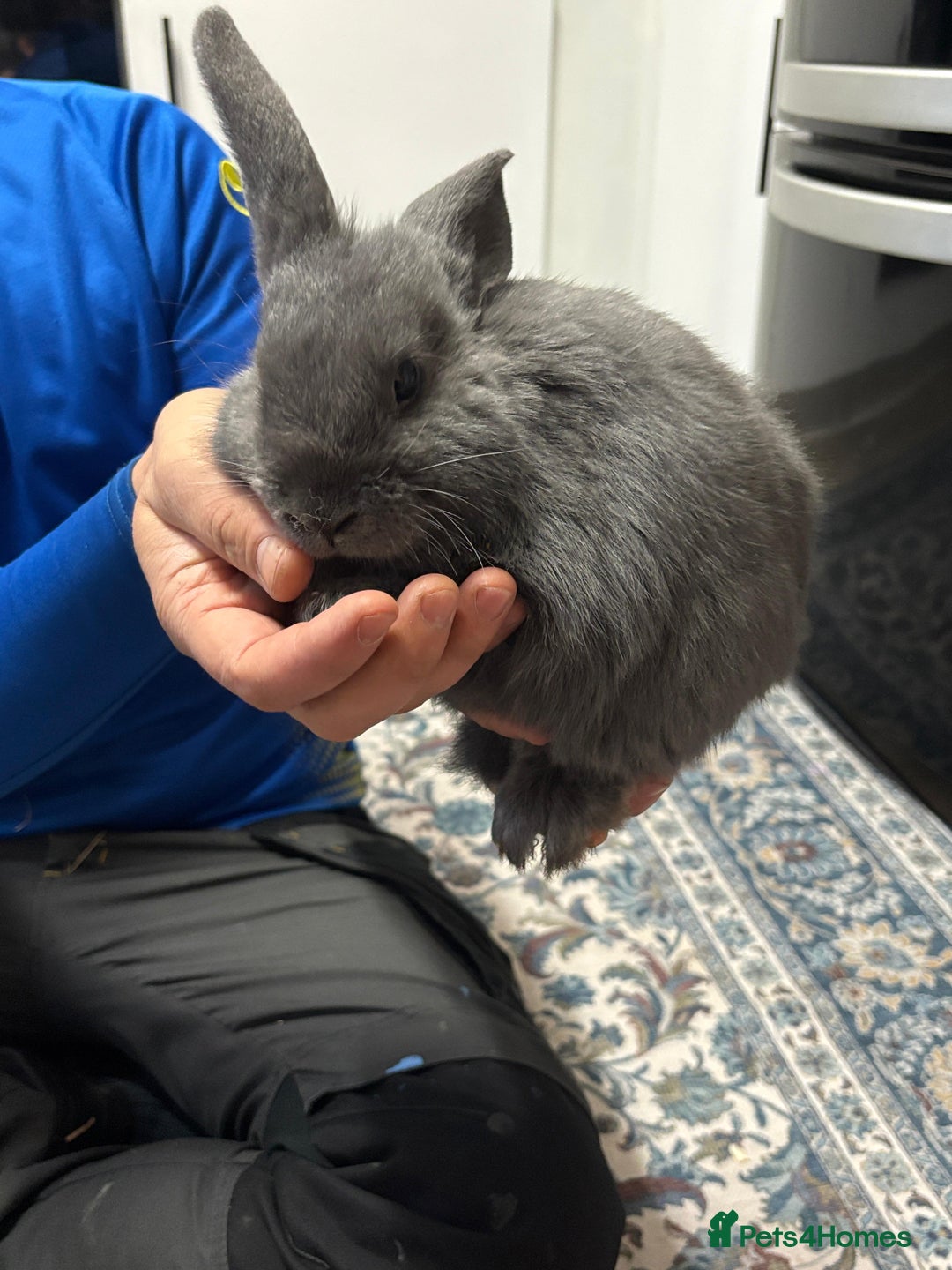 Lionhead rabbits for sale: Lion head baby rabbits for sale  - Advert 3