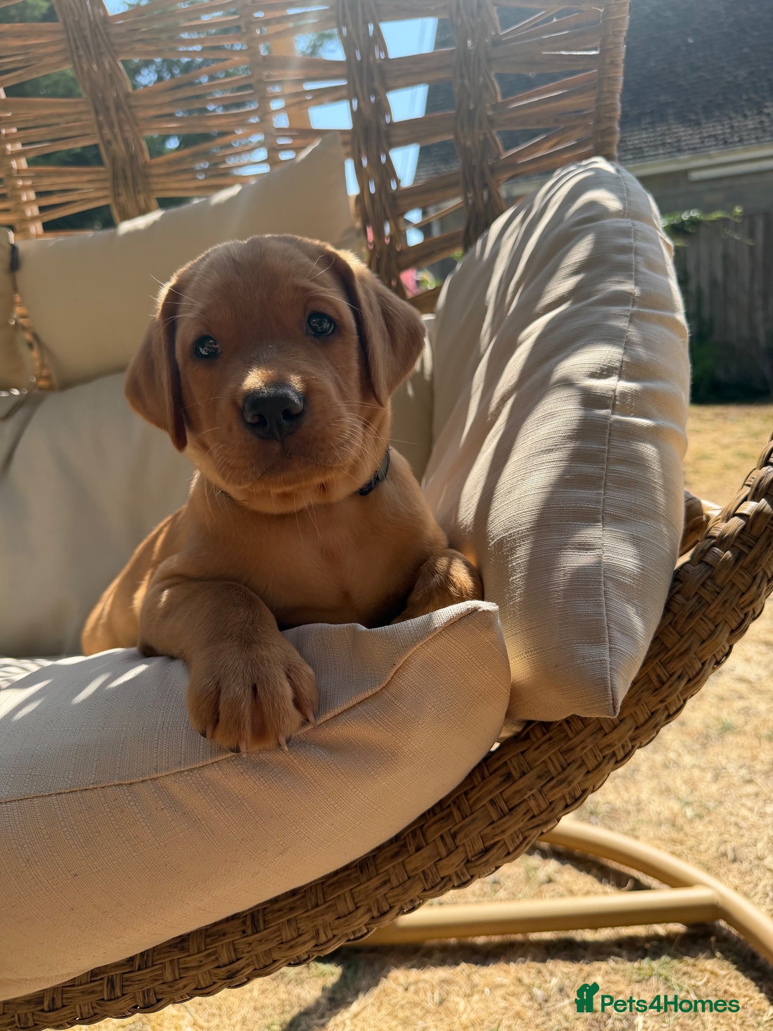 Labrador Retriever dogs 🐾Outstanding KC Fox Red Lab Puppies🐾 - Advert 5