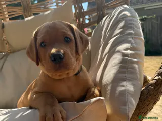 Labrador Retriever dogs 🐾Outstanding KC Fox Red Lab Puppies🐾 - Advert 5