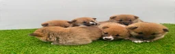 Japanese Shiba Inu dogs for sale: Six Beautiful Red Shiba Inu Puppies  ❤️🐾 - Advert 11