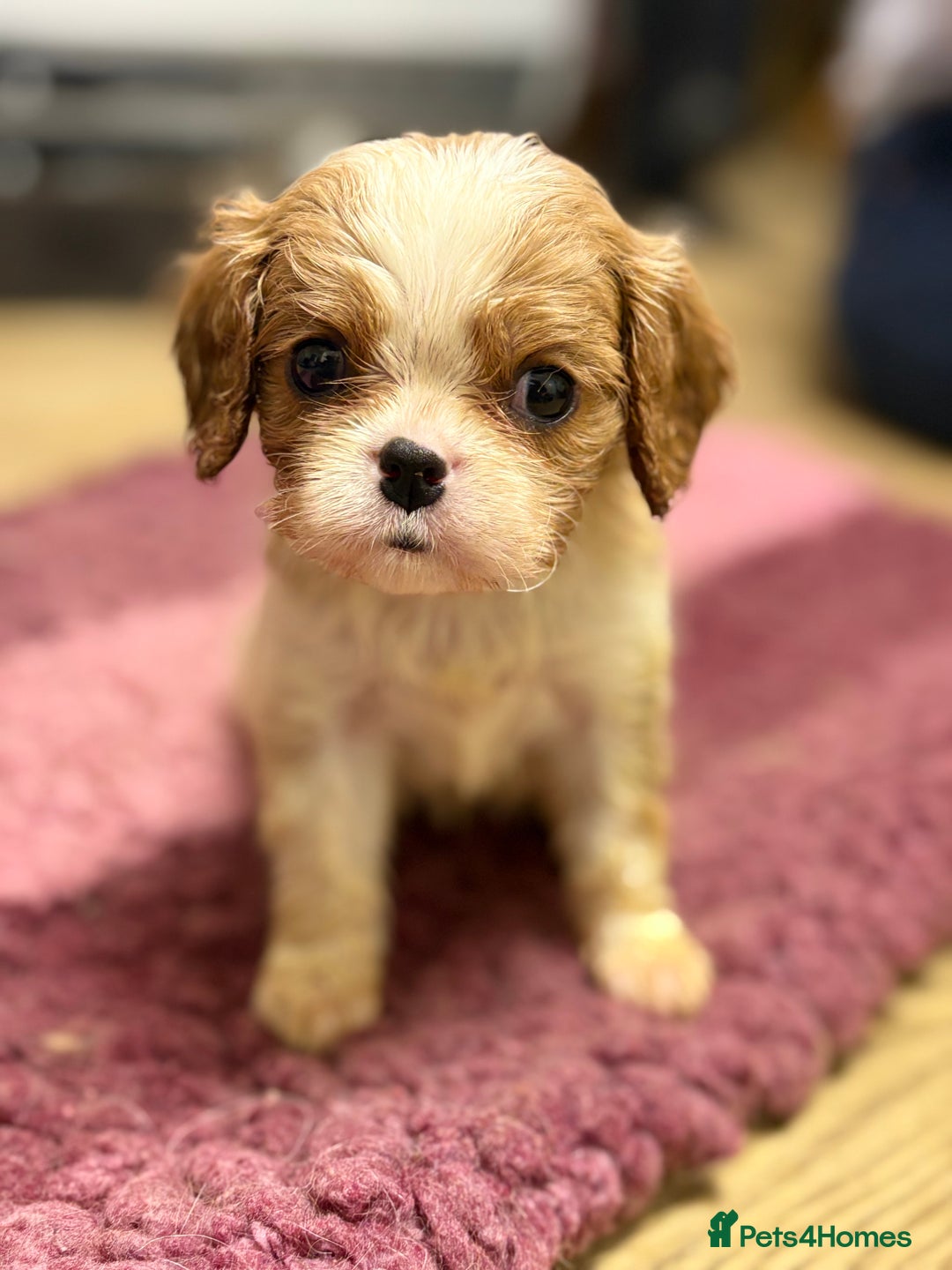 Cavalier King Charles Spaniel dogs for sale: Specialist Health Tested Cavalier King Charles  - Advert 11