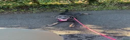 Mixed Breed dogs for sale: Chloe the Labrador cross  in Carterton - Advert 5