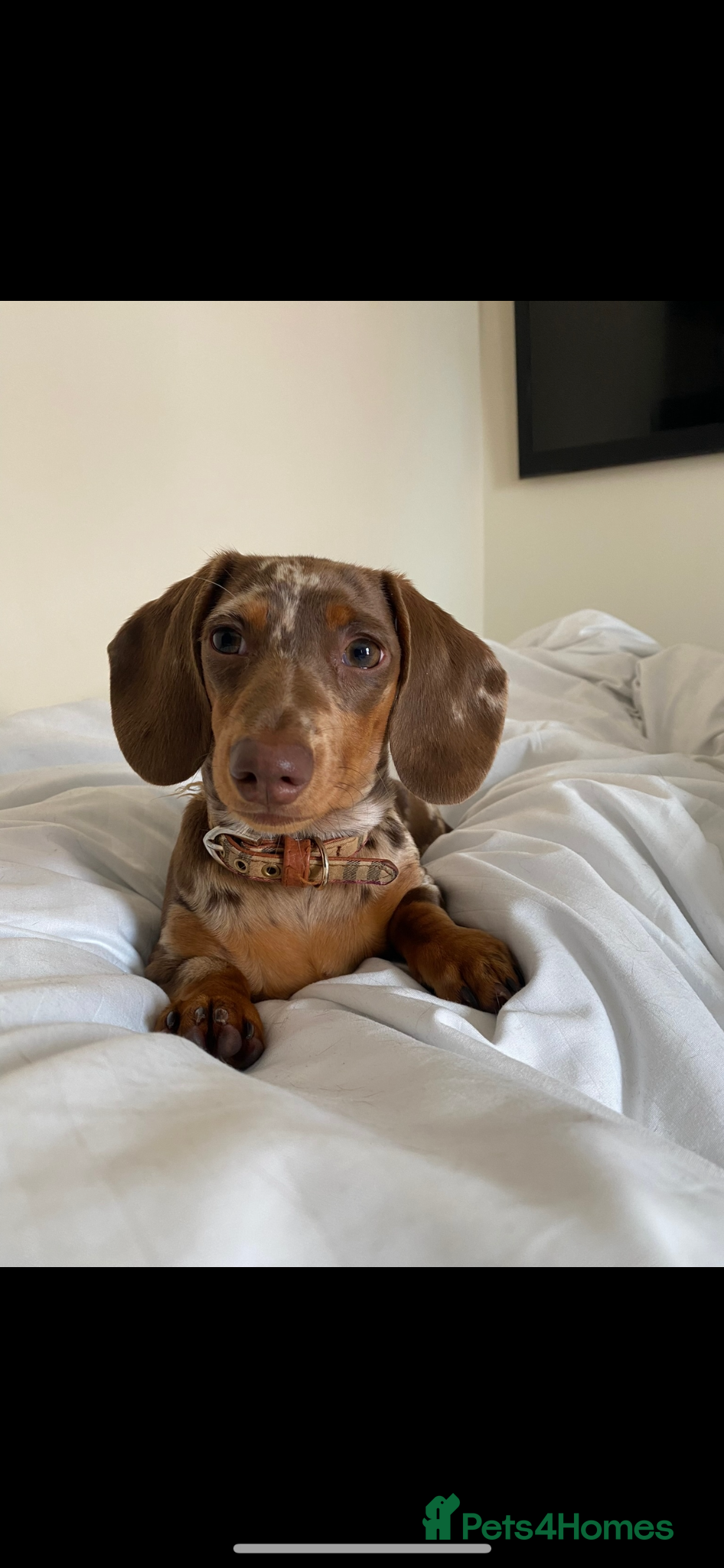 Miniature Dachshund dogs KC Miniature Dachshund Puppies –Chocolate & Dapple - Advert 2