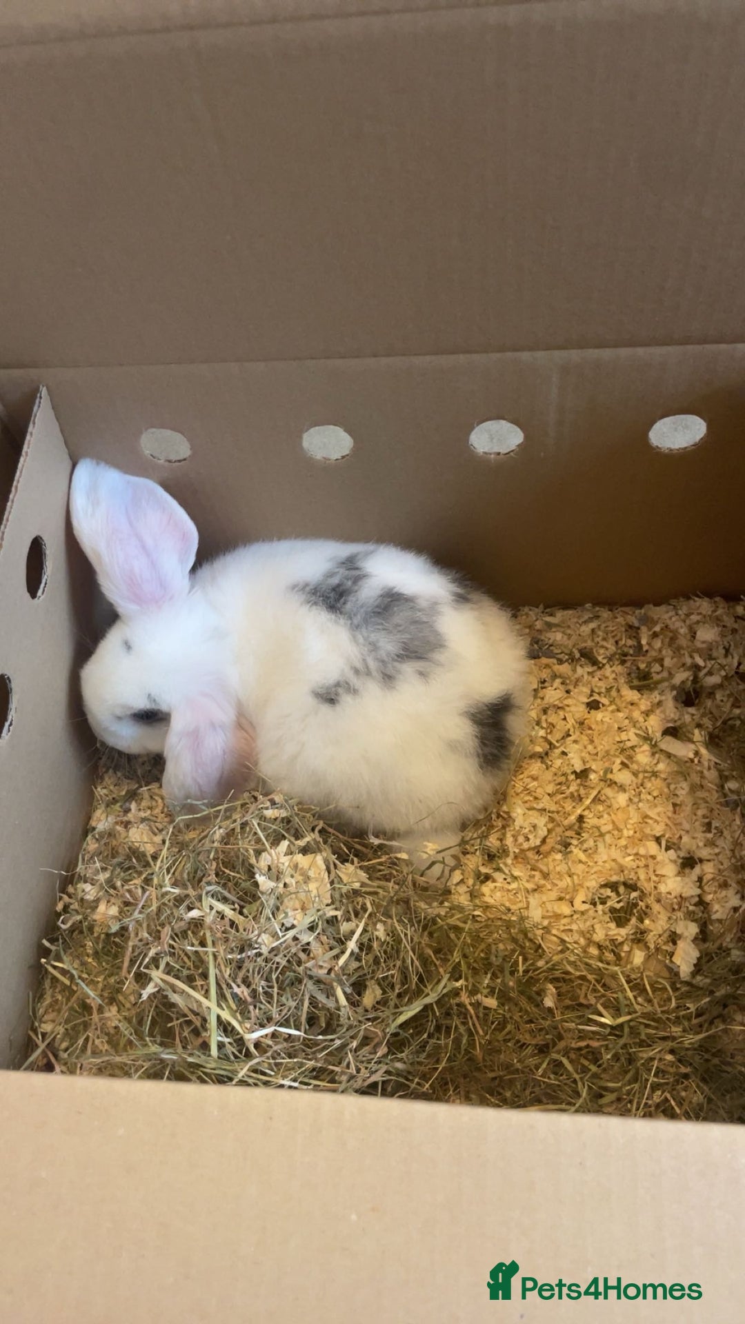 French Lop rabbits for sale: Missy  - Advert 5