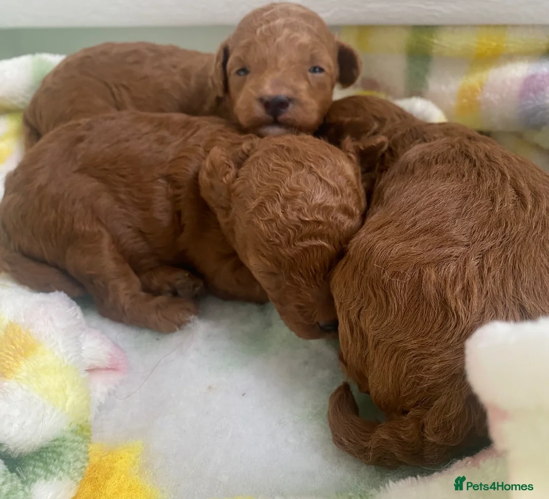 Toy Poodle dogs for sale: Kennel Club Reg.Red Toy Poodle DNA tested Parents  in Luton - Advert 1