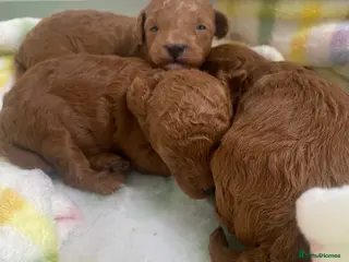 Toy Poodle dogs Kennel Club Reg.Red Toy Poodle DNA tested Parents - Advert 10