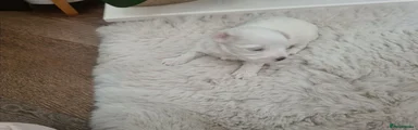 Maltipoo 1