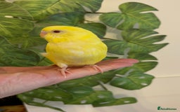 Budgerigars birds for sale: Hand reared budgies - Image 2