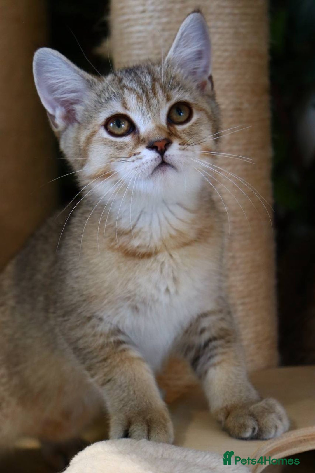 Scottish Fold cats for sale: Ready TICA reg stunning kittens available  - Image 7