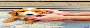 Cockapoo 5