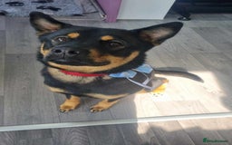 Mixed Breed dogs for sale: Alaskan Rottweiler Chow - Image 3