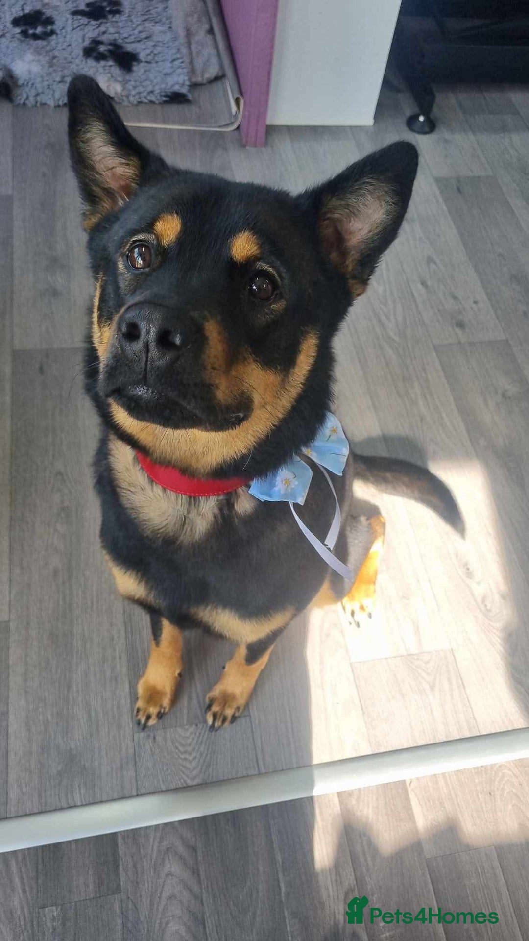 Mixed Breed dogs for sale: Alaskan Rottweiler Chow - Image 3