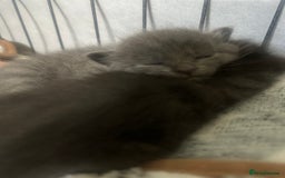 Maine Coon cats for sale: Kittens  - Image 33