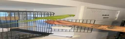 Parrots birds for sale: Beautiful male ringneck talking parrot  - Advert 4