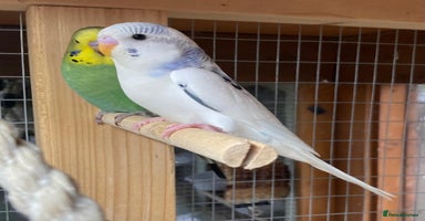 Budgerigars birds - Advert 14