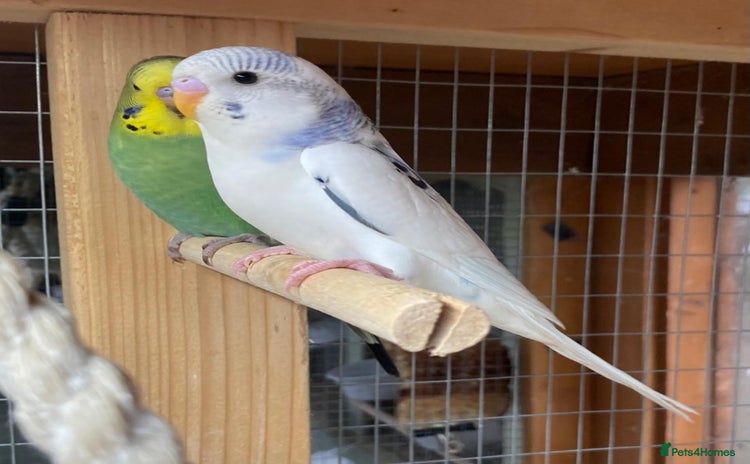Budgerigars birds - Advert 2