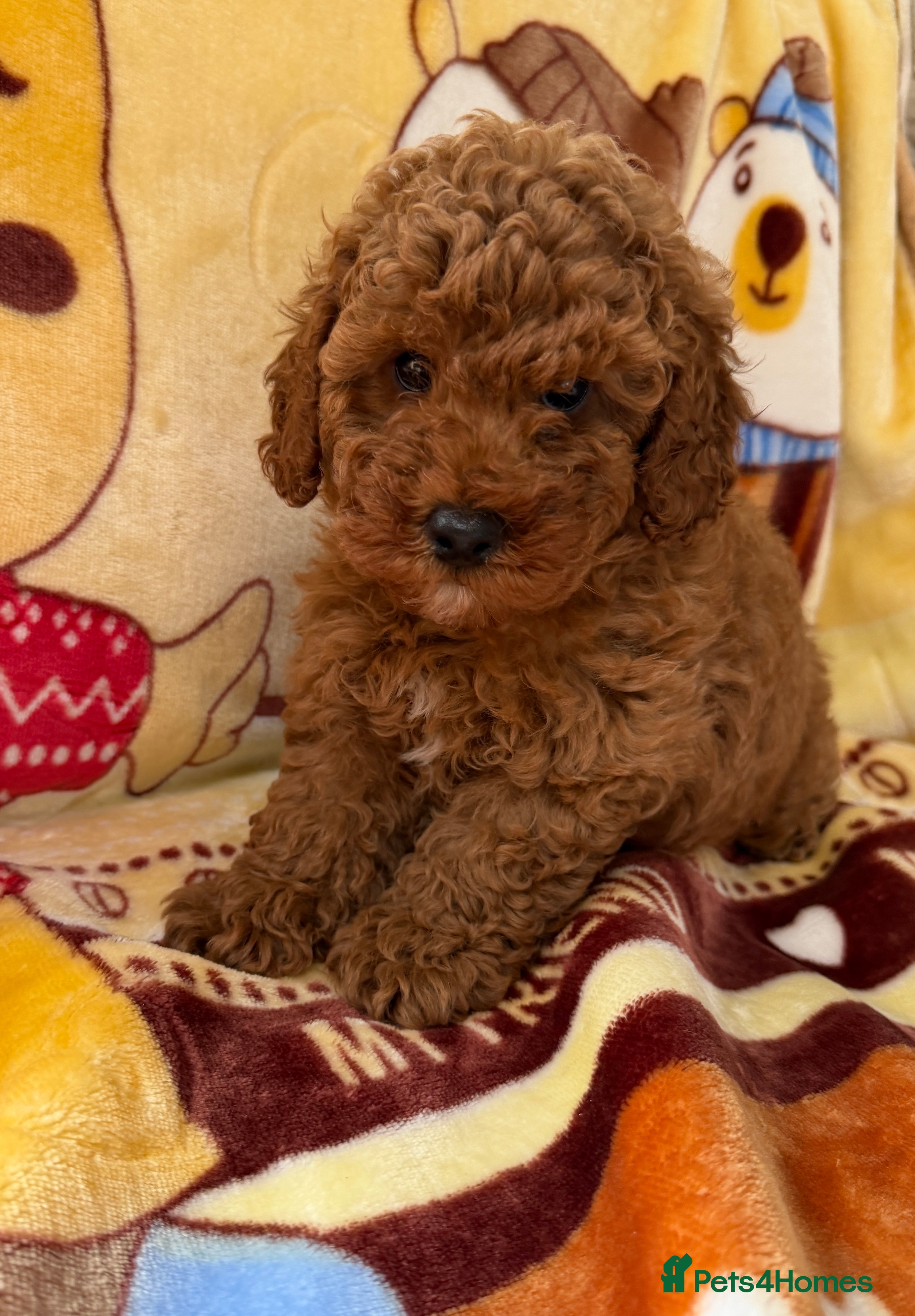 Toy Poodle dogs Beautiful toy poodle boys  - Advert 2
