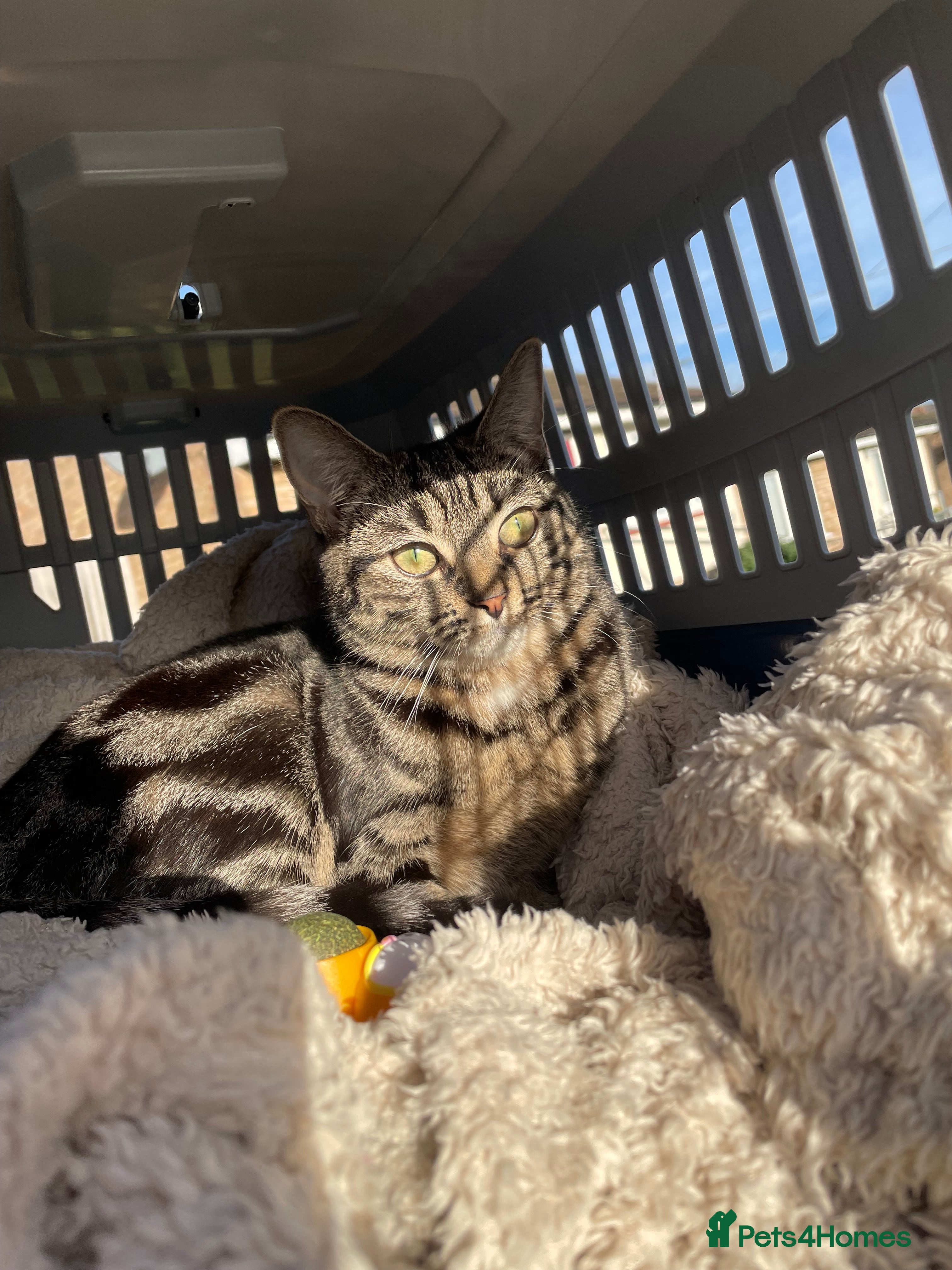 American Shorthair cats American short hair kitten  - Advert 1