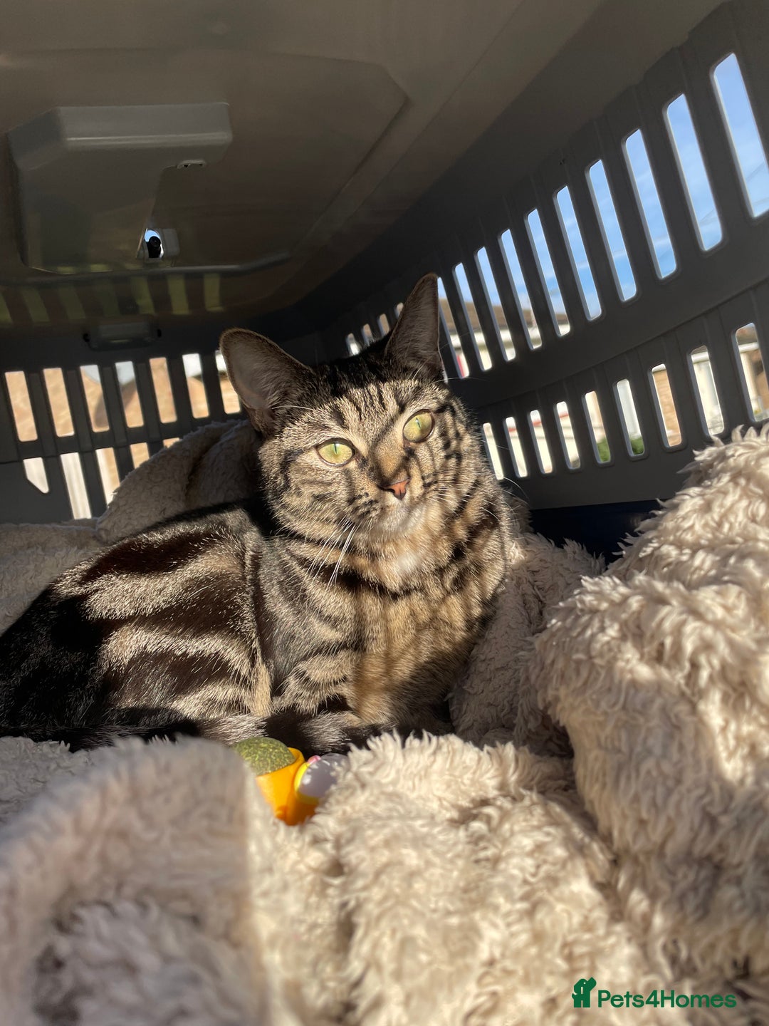 American Shorthair cats for sale: American short hair kitten  - Advert 1