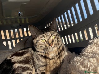 American Shorthair cats American short hair kitten - Advert 4